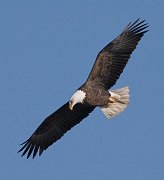 IMG_6606 copy * Bald Eagle; L&D 12, Bellevue, IA. * Bald Eagle; L&D 12, Bellevue, IA.